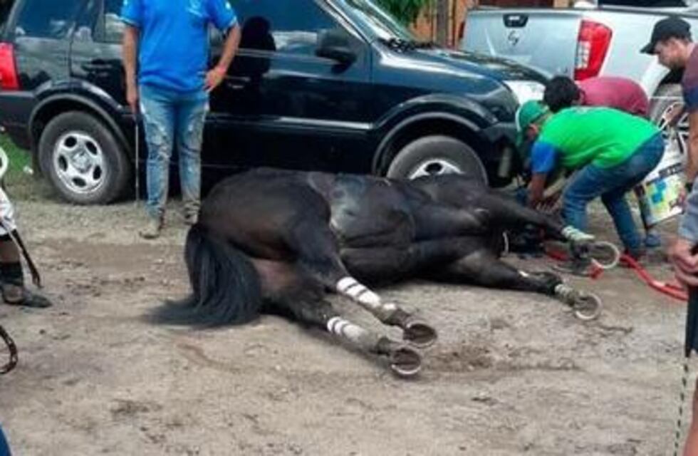 Polémica por la muerte de dos caballos en la copa Challenger de San Francisco