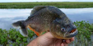 Una palometa mordió a una mujer frente a Granadero Baigorria. Foto: La Capital