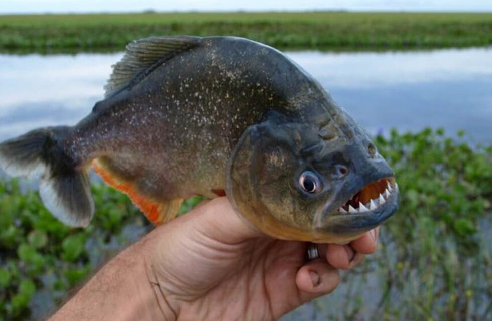 Una palometa mordió a una mujer frente a Granadero Baigorria