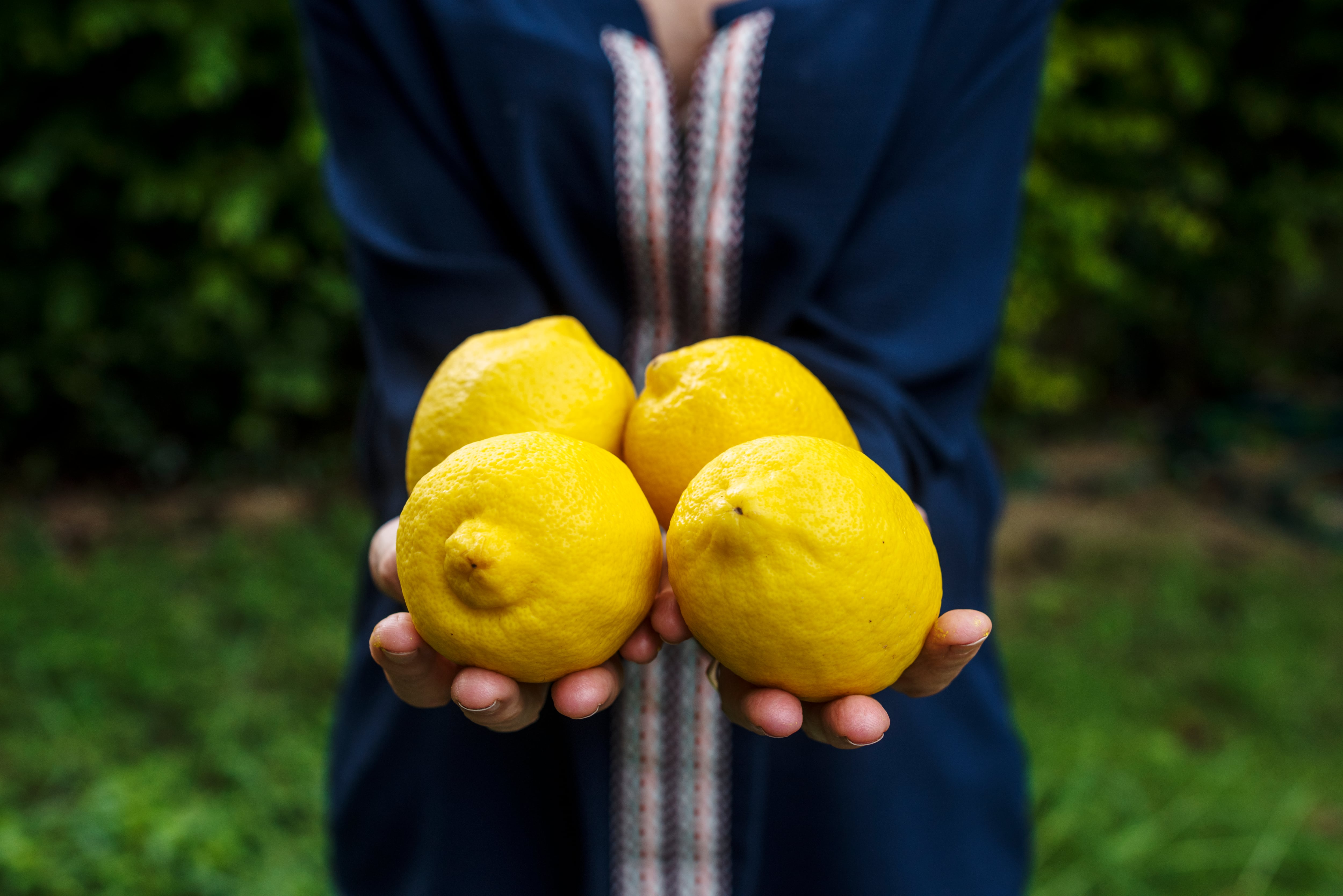 El Truco Casero con Vinagre que Hace que tu Limonero Dé Frutos Más Grandes y Jugosos