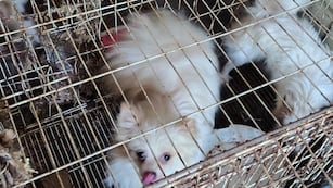 Los animales se encontraban desnutridos y en malas condiciones higiénicas.