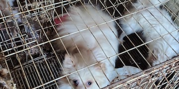 Los animales se encontraban desnutridos y en malas condiciones higiénicas.