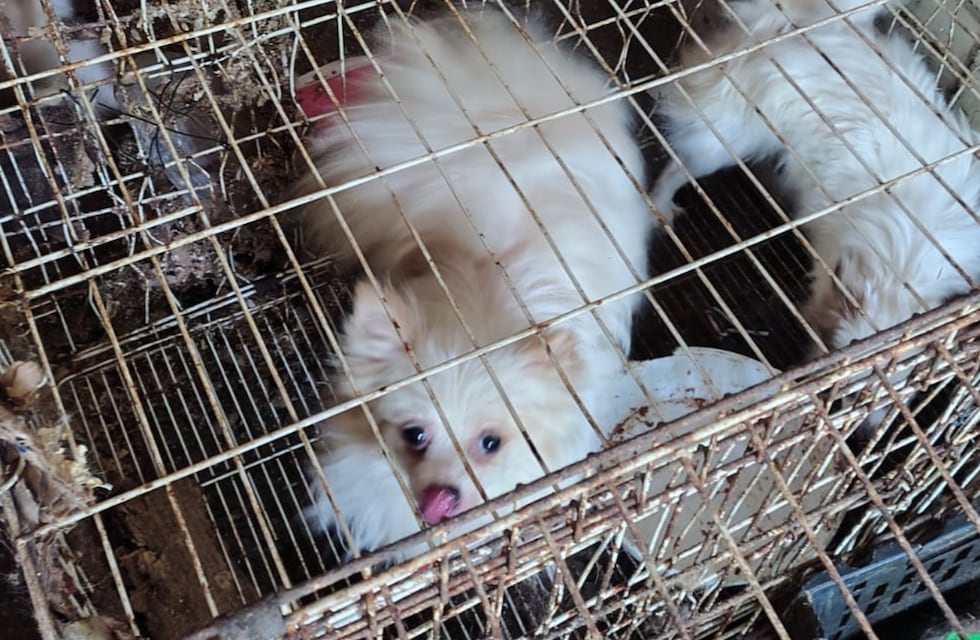 Rescataron a 87 perros desnutridos dentro de una casa en la ciudad de Córdoba