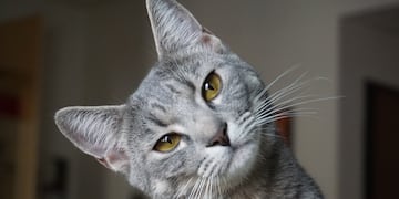 Un centro de adopción lanzó "Gatitinder", una forma innovadora de adoptar gatos.