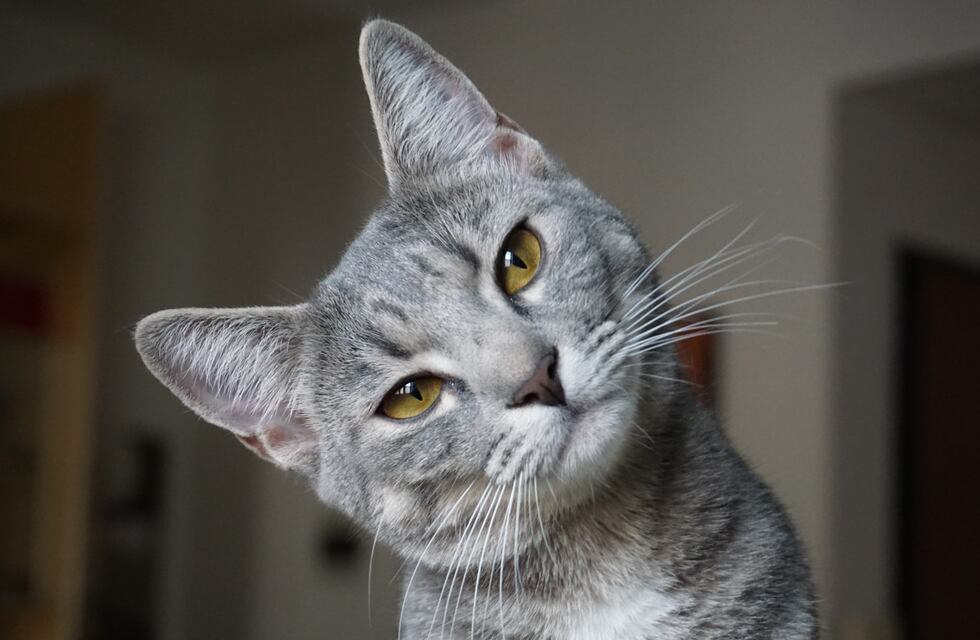“Gatitinder”: un refugio de mascotas les busca hogar a 35 gatos rescatados