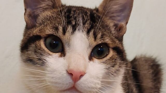 Su mascota lleva un mes perdida en el barrio Bancario, de Godoy Cruz. Un vecino vio la simpática recompensa ofrecida y la compartió en redes sociales.