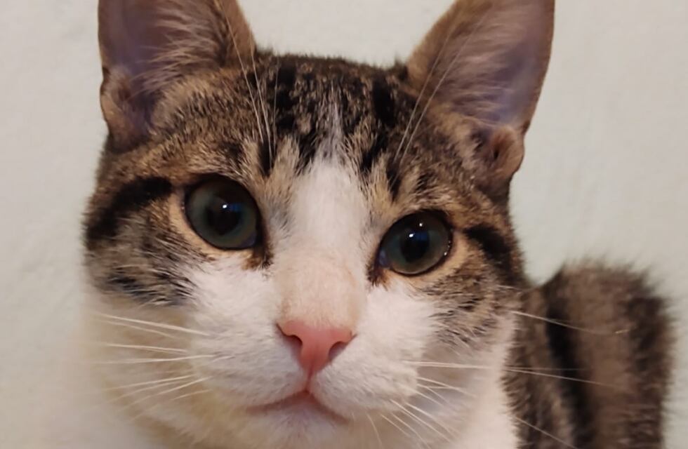 Una mendocina perdió a su gato y ofrece “dos birras frías” como recompensa