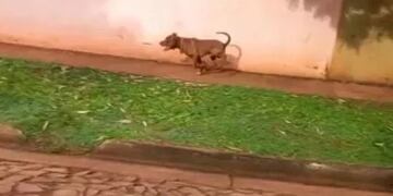 Iguazú: un pitbull atacó y mató a tres perros cuando una voluntaria los alimentaba.