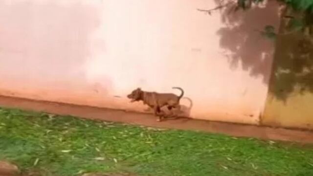 Iguazú: un pitbull atacó y mató a tres perros cuando una voluntaria los alimentaba.