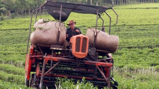 Crisis en el sector tealero: productores misioneros enfrentan una de las peores campañas de los últimos años.