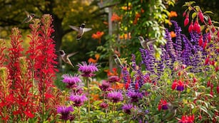 Cuáles son las tres plantas fáciles de sembrar y que atraen a los colibríes en septiembre