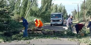 Una familia chocó contra un árbol que cayó en medio del camino a causa de las ráfagas de viento superaron los 100 kilómetros en San Rafael. Imagen ilustrativa.