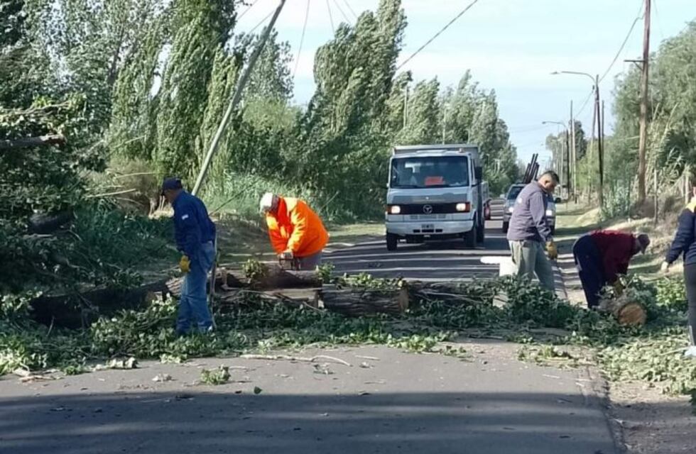 Chocaron contra un árbol caído en la ruta y un niño de 10 años quedó internado