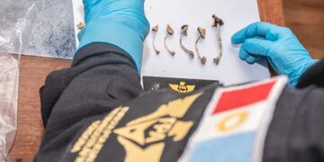 Los uniformados encontraron 19 unidades de hongos alucinógenos.