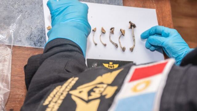 Los uniformados encontraron 19 unidades de hongos alucinógenos.