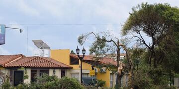 Las ráfagas derrumbaron una gran cantidad de árboles en diferentes sectores de la ciudad.