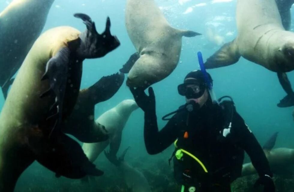 Parada obligatoria en Puerto Madryn: nadar con “curiosos” lobos marinos