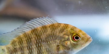 La Chanchita, Cará o Chata es oriunda de la Cuenca del Plata y se caracteriza por su voracidad.