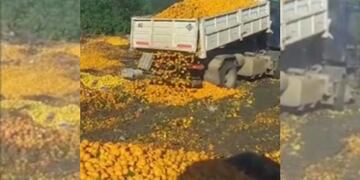 Tiraron toneladas de mandarinas en Entre Ríos