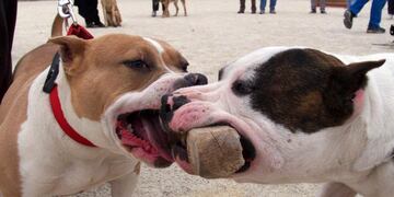 La raza pitbull es un peligro para la sociedad.