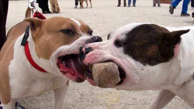 PITBULL. Dos ejemplares de esta raza hirieron a un menor (Imagen ilustrativa / Archivo/ AP).