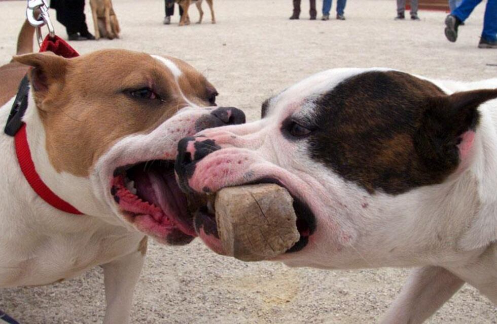 Otro ataque de pitbull en la provincia de Córdoba enciende la polémica sobre esa raza