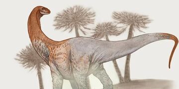 El asombroso dinosaurio encontrado en Río Negro.