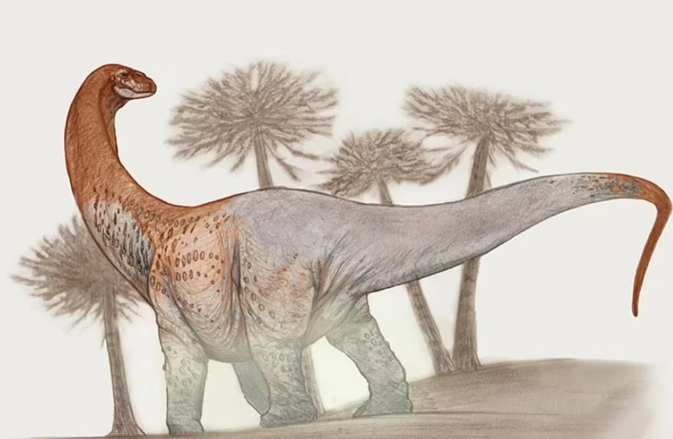 Impresionante hallazgo: cómo es el dinosaurio más grande de Río Negro