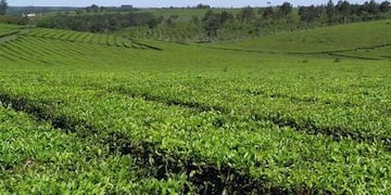 Dos de Mayo: jornadas en buenas prácticas para el cultivo y cosecha de té