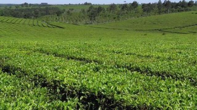 Dos de Mayo: jornadas en buenas prácticas para el cultivo y cosecha de té