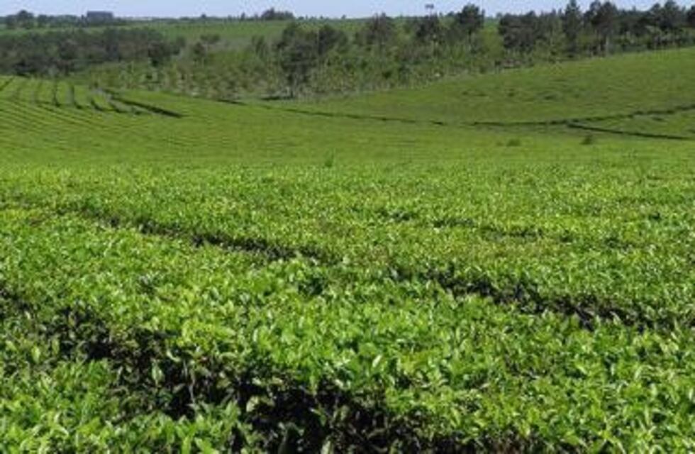 Dos de Mayo: jornadas en buenas prácticas para el cultivo y cosecha de té