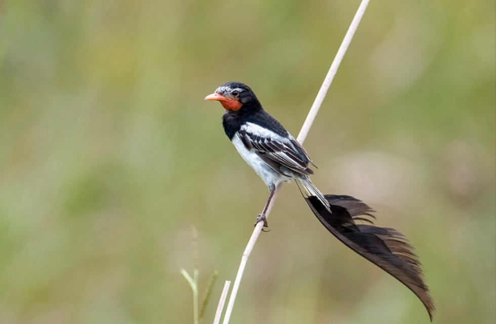 Desaparecieron dos grupos de aves emblemáticas del Iberá por los incendios en Corrientes