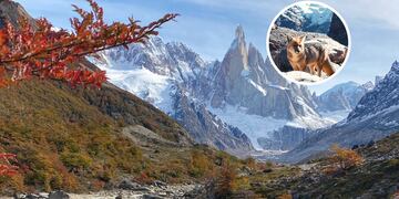 Las fotos del zorro colorado patagónico en El Chaltén se volvieron virales.