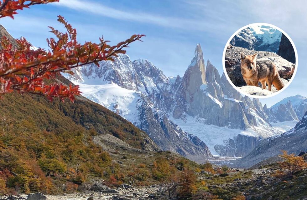 Las increíbles fotos de un zorro colorado paseando por El Chaltén que enternecieron las redes