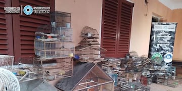 Rescataron alrededor de 86 aves silvestres en cautiverio