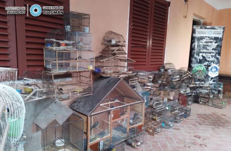 Rescate de fauna silvestre: son 86 aves que estaban en cautiverio ilegalmente