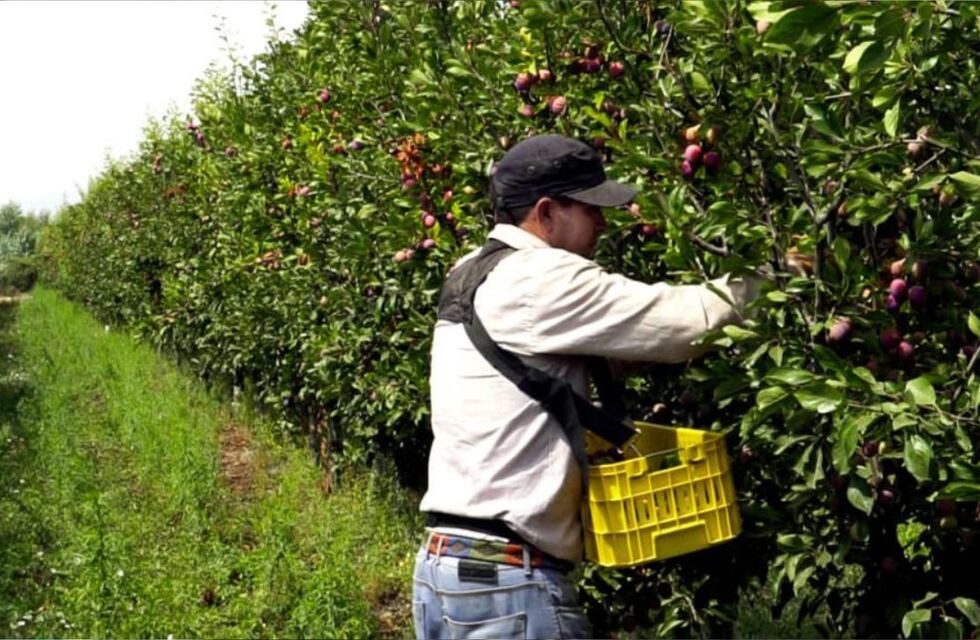 Alerta roja para una fruta que tiende a desaparecer de las fincas de San Rafael