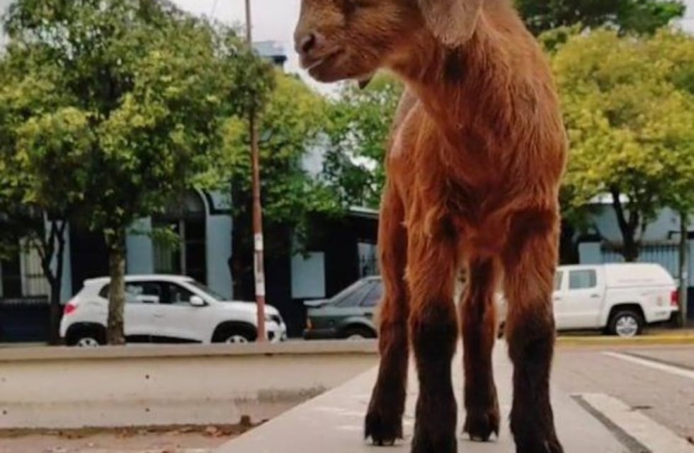 Ni un perro ni un gato, un chivito en la plaza de Gualeguaychú