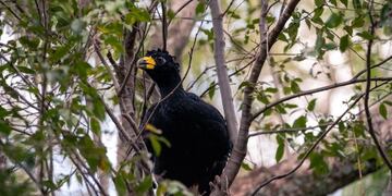 El Muitú es un ave frugívora y tiene un rol clave como dispersor de las semillas de los frutos que come, regenerando de esta manera los bosques.