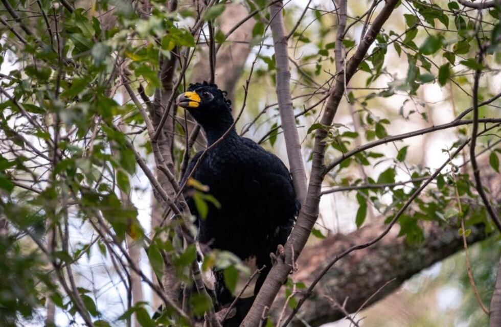 Chaco: se liberaron ejemplares de Muitú por primera vez