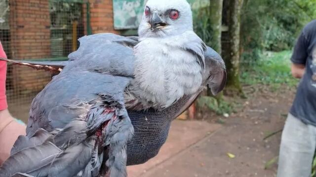 Rescatan a un ave herida en cercanías de Montecarlo.