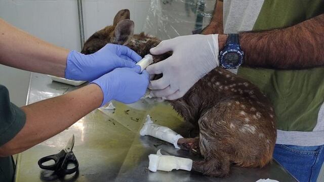 La corzuela macho fue curada por sus heridas en el incendio.