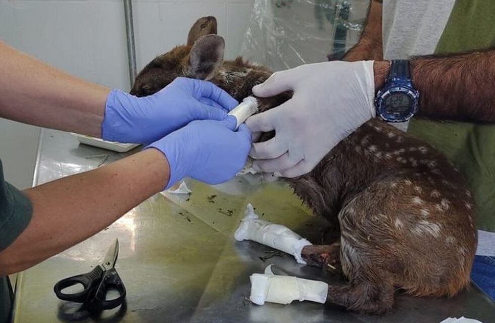 Incendios en Córdoba: veterinarios al cuidado de los animales afectados
