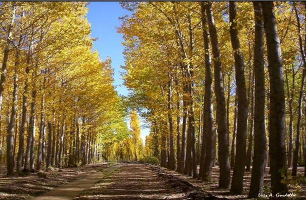 Aprueban ordenanza para planificar el cordón forestal de Coronel Rosales