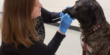 Hisopado en mascotas en San Luis busca determinar si el Covid-19 circula entre los animales domésticos.