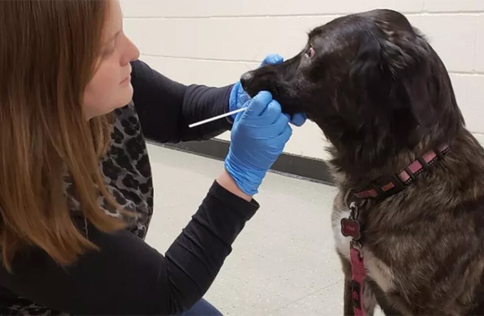 Coronavirus: en San Luis investigan si podría circular en perros y gatos