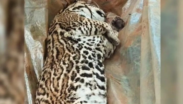 Hallan muerto a un gato onza en Andresito y abren investigación por un posible atropellamiento.