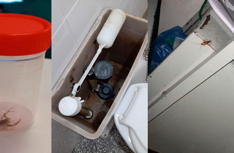 Hospital de Niños de Córdoba: denuncian presencia de ratas, alacranes y cucarachas