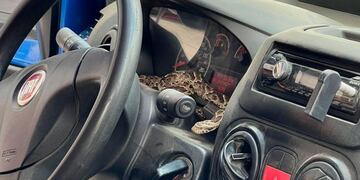 El reptil se encontraba en el tablero del auto. (El Doce)