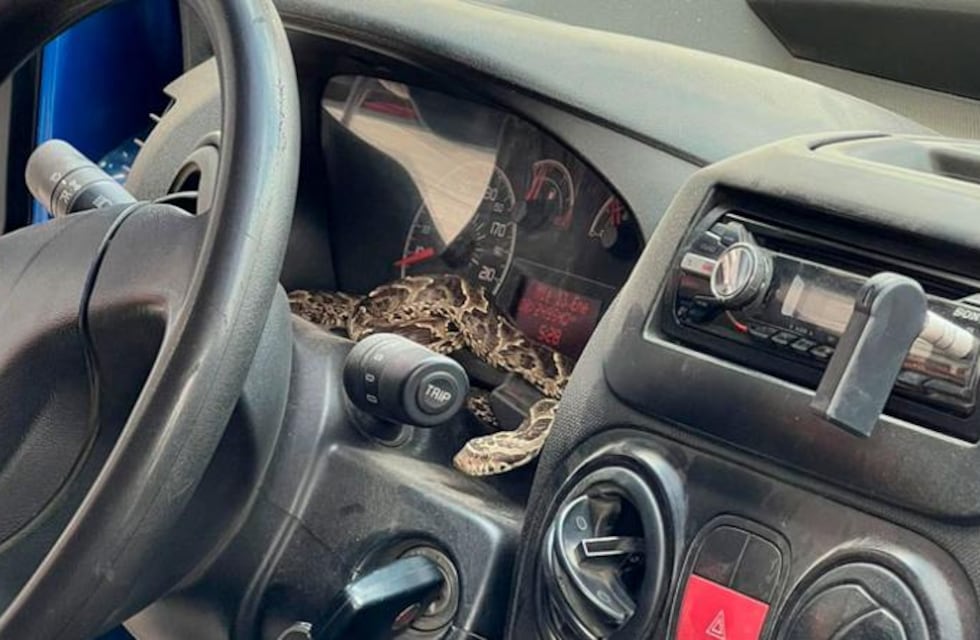 Córdoba: subió a su auto y se topó con una víbora en el tablero